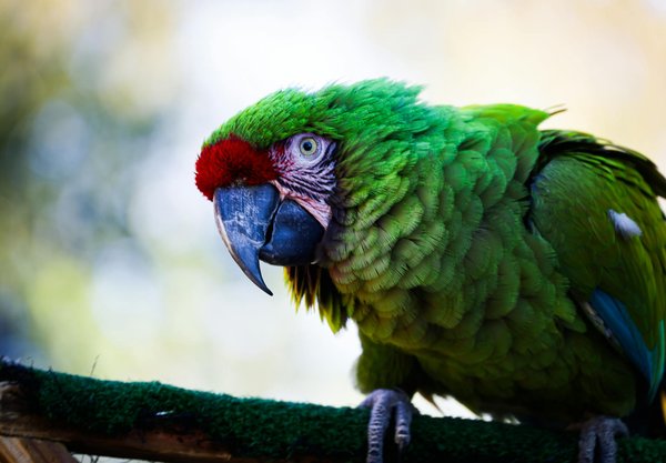 Expert tips to alleviate your parrot"s travel carrier stress