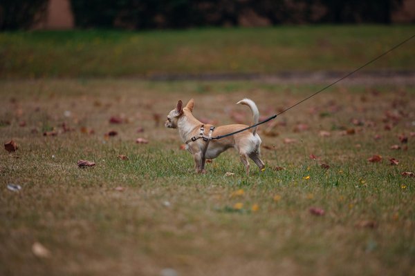 Essential tips for effectively introducing your rescue rabbit to other pets